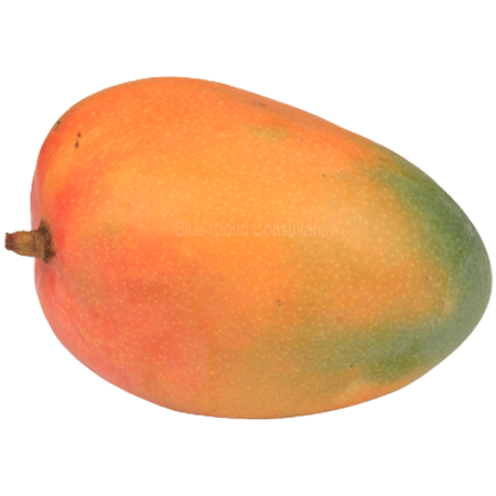 Mango vorgereift 1 Stück