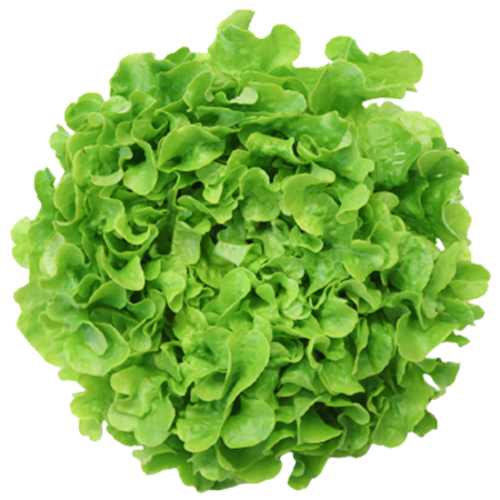 Eichblattsalat