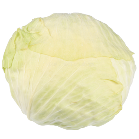 Weißkraut Deutschlan