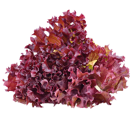 Eichblattsalat rot 1 Stück